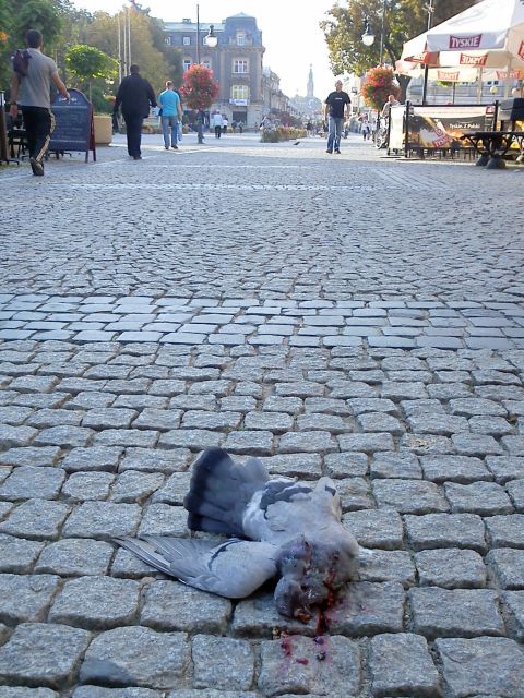 Radom. Śmierć na deptaku Radom. Śmierć na deptaku