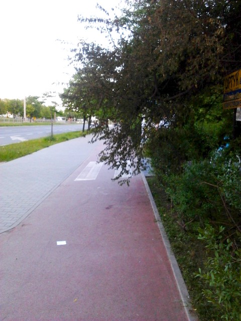 Gałęzie w skrajni drogi rowerowej - Radom ul. Grzecznarowskiego