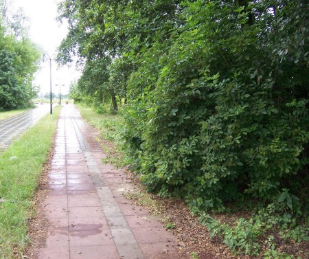 Wygląd drogi rowerowej przed sprzątaniem Wygląd drogi rowerowej przed sprzątaniem