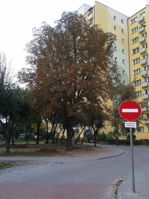 Radom. Rowerem pod prąd na ul. Cichej